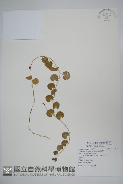 普刺特草藏品圖，第1張