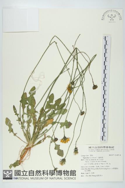 貓兒菊藏品圖，第1張