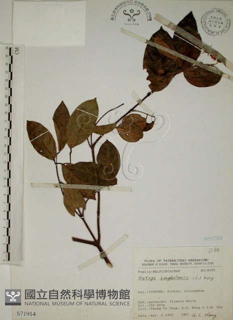 猿尾藤藏品圖，第1張