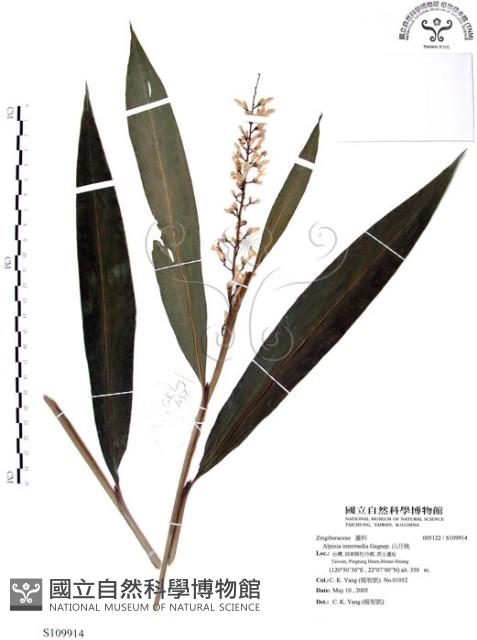 山月桃藏品圖，第1張