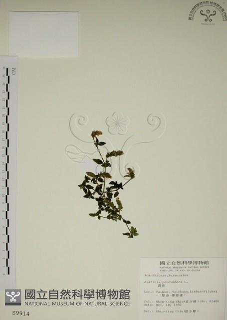 爵床藏品圖，第1張