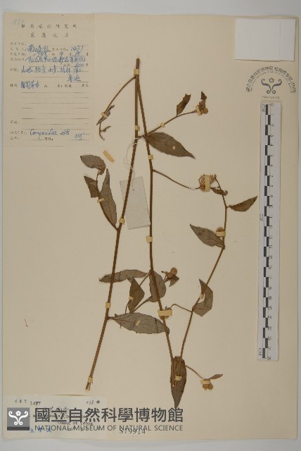 大頭艾納香藏品圖，第1張