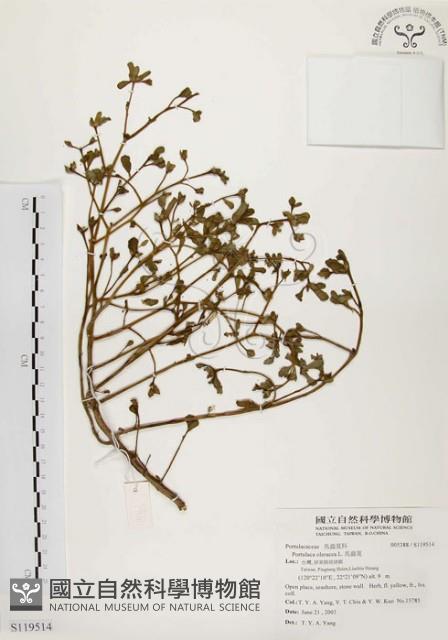 馬齒莧藏品圖，第1張