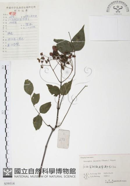 灰色木藍藏品圖，第1張