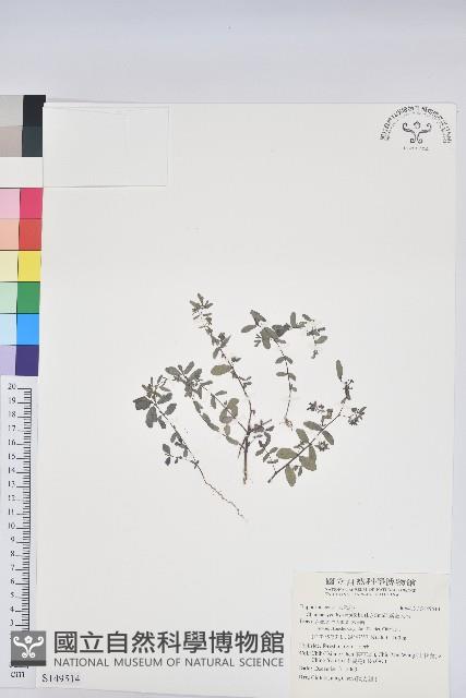 紫斑大戟藏品圖，第1張