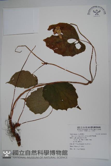 溪頭秋海棠藏品圖，第1張