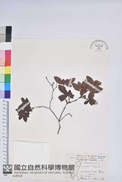 唐杜鵑、大屯杜鵑、中原氏杜鵑藏品圖，第1張