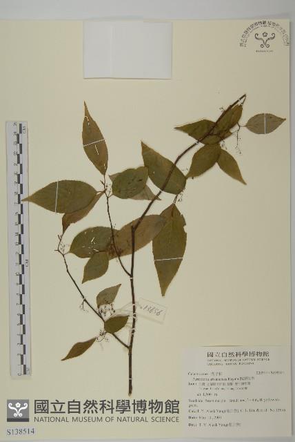 佩羅特木藏品圖，第1張