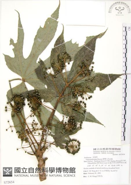 臺灣八角金盤藏品圖，第1張