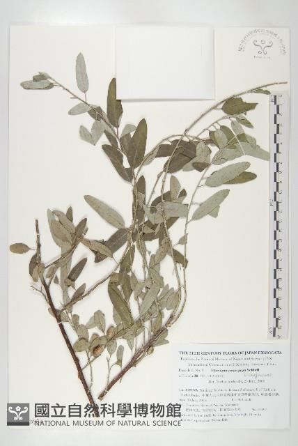 登錄號:S130654藏品圖，第1張