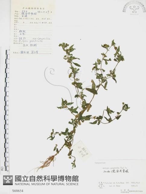 鱧腸藏品圖，第1張