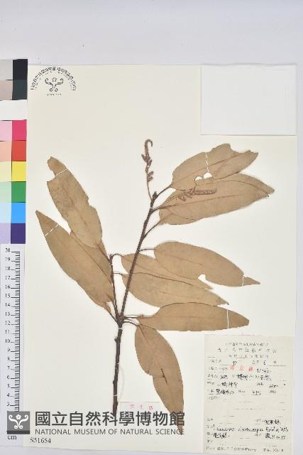 包槲柯藏品圖，第1張