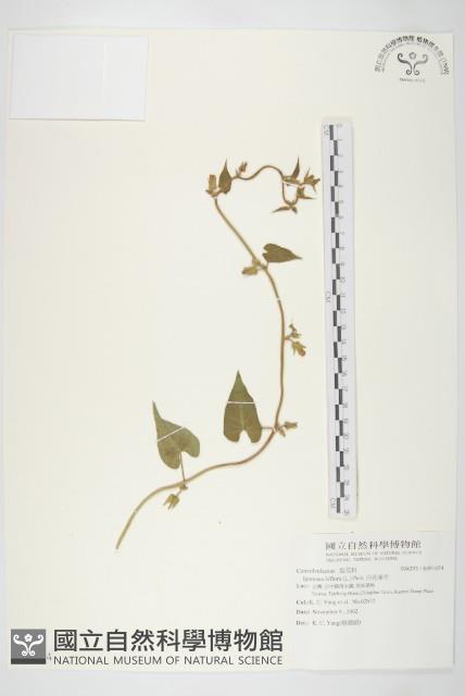 白花牽牛藏品圖，第1張