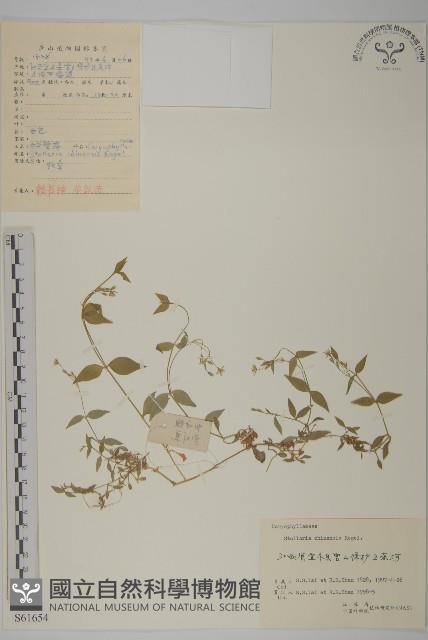 中國繁縷藏品圖，第1張