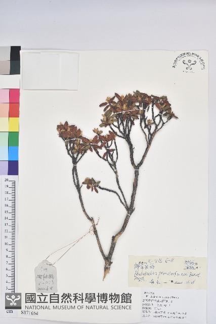 櫻草杜鵑藏品圖，第1張