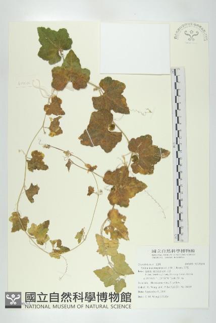 天花藏品圖，第1張