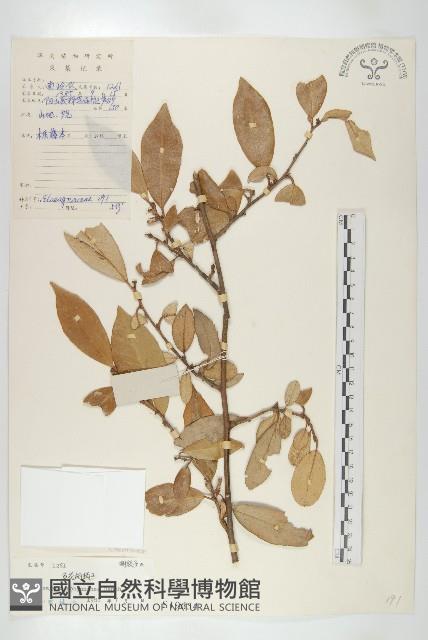 角花胡頹子藏品圖，第1張