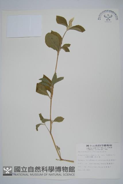 印度牛膝、土牛藤藏品圖，第1張