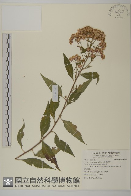 臺灣馬蘭藏品圖，第1張