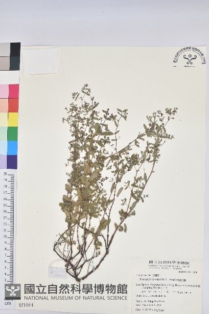 紫斑大戟藏品圖，第1張