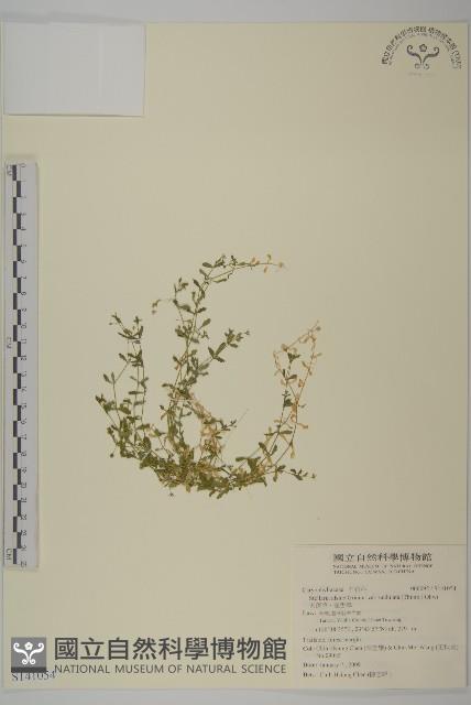 天蓬草、雀舌草藏品圖，第1張