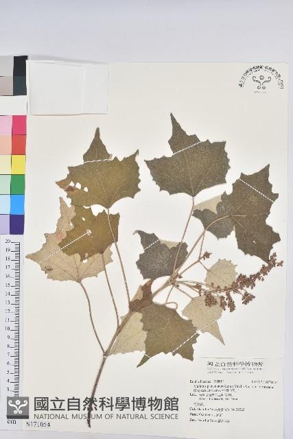 台灣白匏子藏品圖，第1張