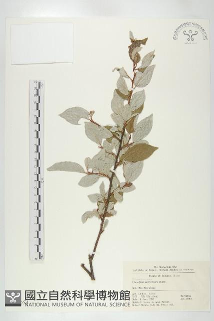 木半夏藏品圖，第1張