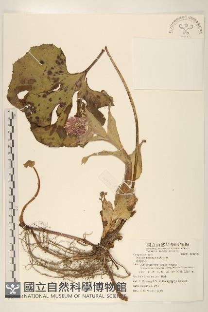 臺灣款冬藏品圖，第1張