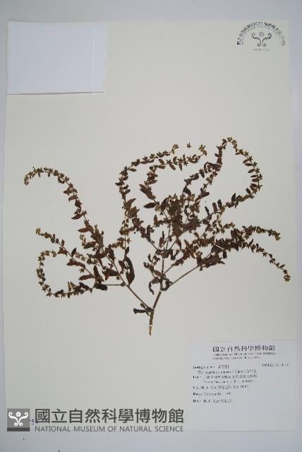 盾果草藏品圖，第1張