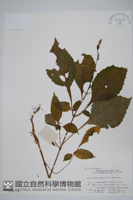 擬馬偕花、白接骨藏品圖，第1張