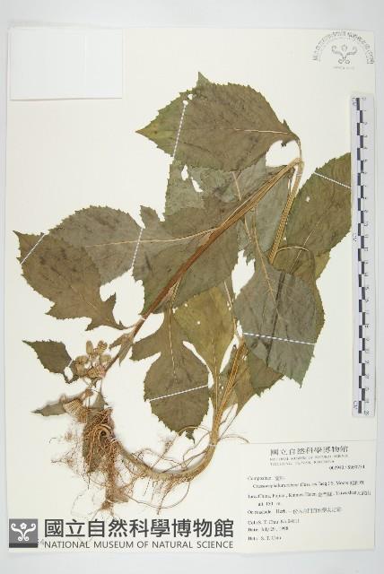 昭和草藏品圖，第1張