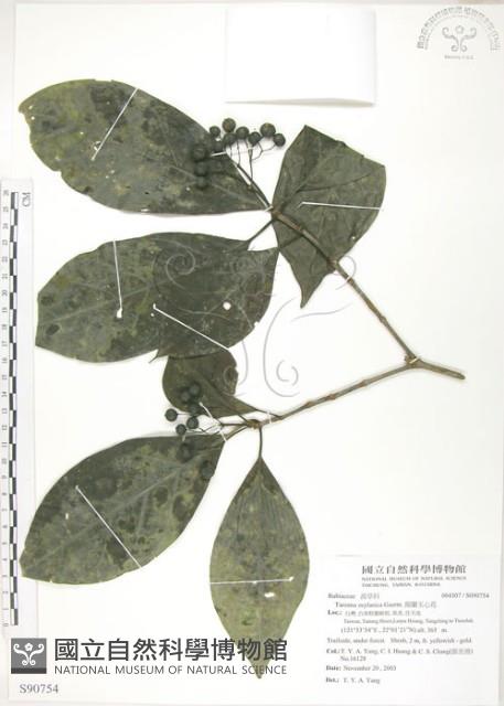 錫蘭玉心花藏品圖，第1張