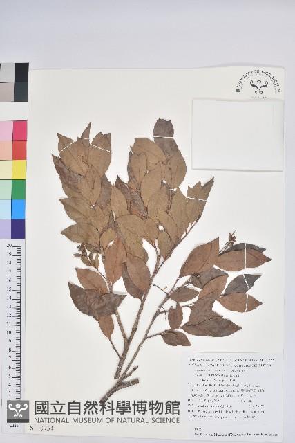 米飯花藏品圖，第1張