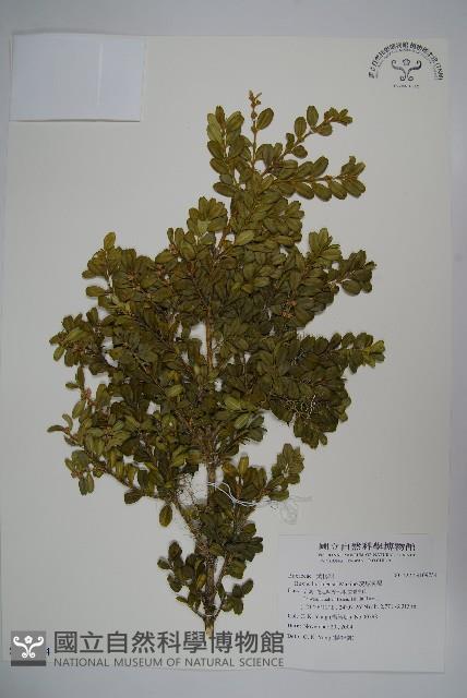 琉球黃楊藏品圖，第1張