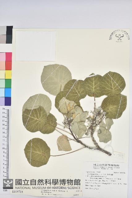 圓葉血桐藏品圖，第1張