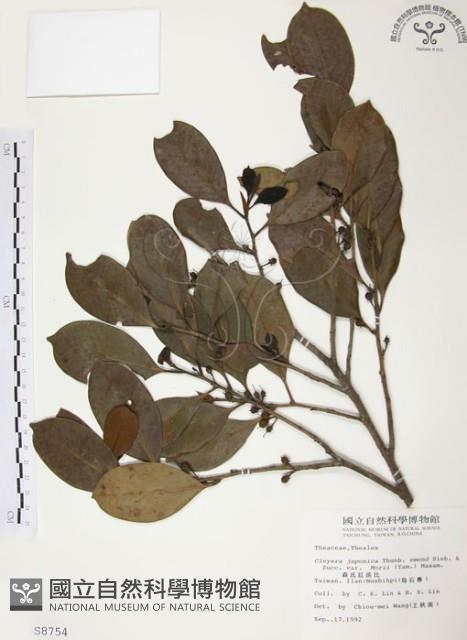 森氏紅淡比藏品圖，第1張