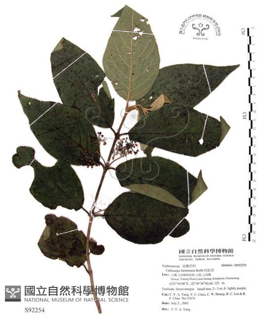 杜虹花，台灣紫珠藏品圖，第1張