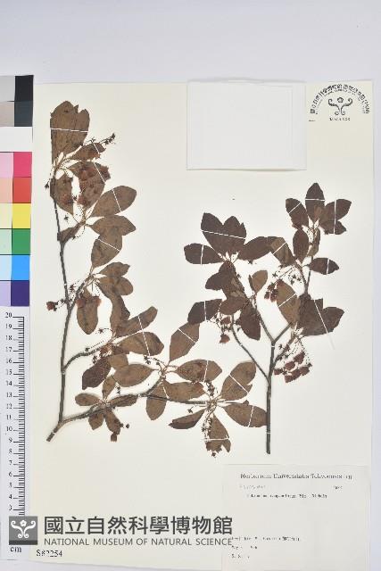 鐘鈴花、美鈴兒花、黃吊鐘花、鈴兒花藏品圖，第1張