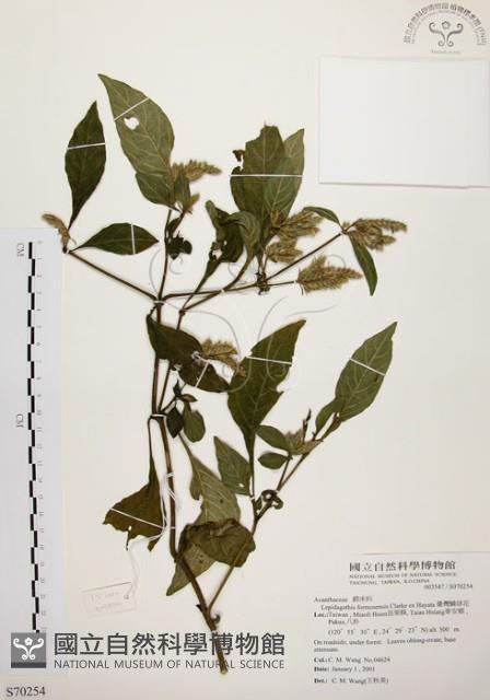 臺灣鱗球花藏品圖，第1張