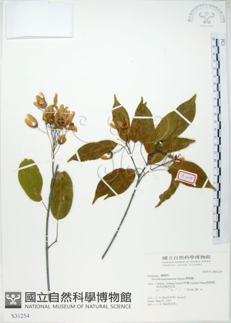 樟葉槭, 飛蛾子樹藏品圖，第1張