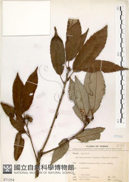 狹葉櫟藏品圖，第1張