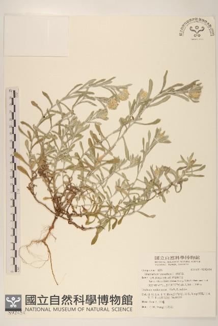 絲綿草藏品圖，第1張