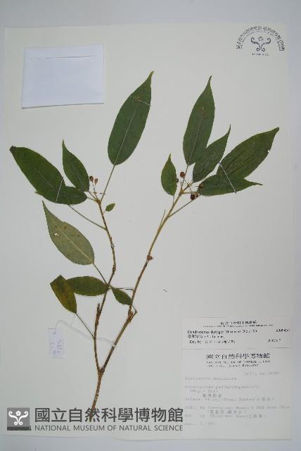 臺灣樹參藏品圖，第1張