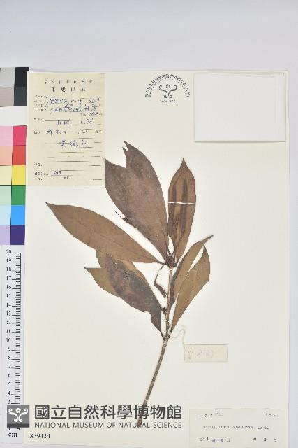 多花杜鵑藏品圖，第1張