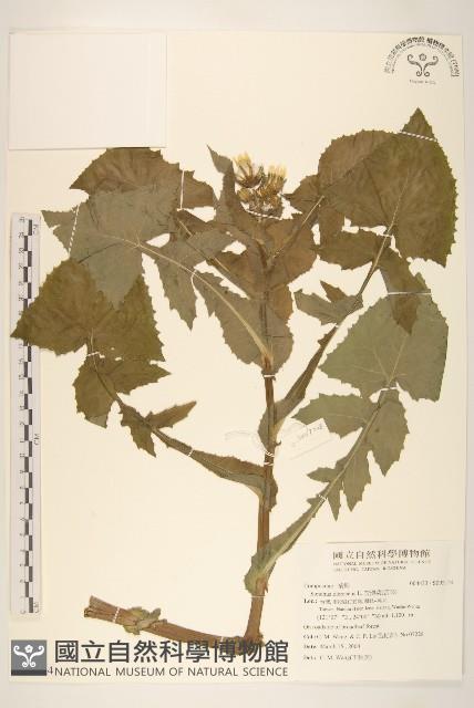 苦滇菜、苦菜藏品圖，第1張