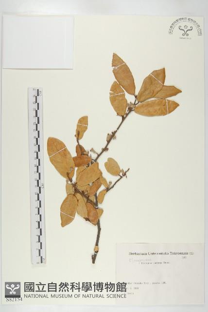 胡頹子藏品圖，第1張