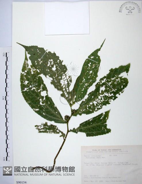 食用樓梯草藏品圖，第1張