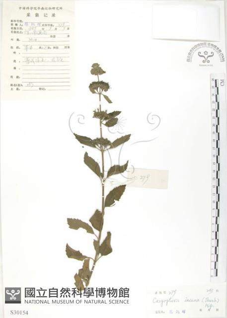 灰葉蕕藏品圖，第1張