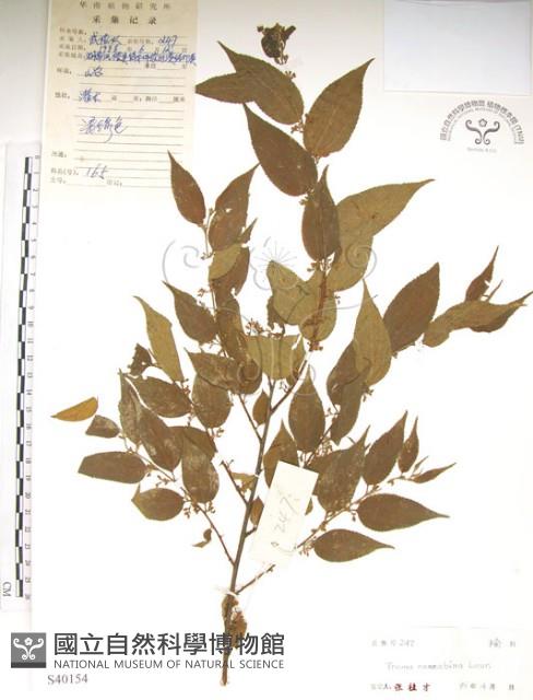 銳葉山黃麻藏品圖，第1張