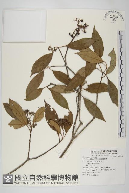 短圓葉棶木藏品圖，第1張